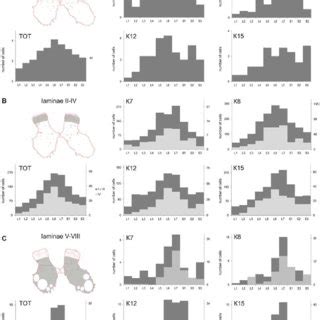 | Calbindin-labeled neuronal distribution in different Rexed laminae of... | Download Scientific ...