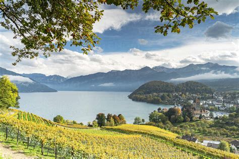 Terraced vineyards on hills above Lake Thun, Spiez, canton of Bern ...