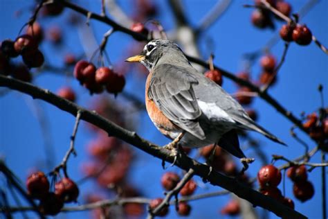 Bird Robin Nature - Free photo on Pixabay - Pixabay