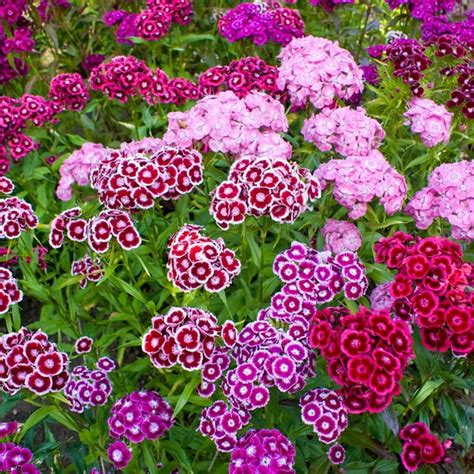 Sweet William Flower Garden Seeds - Double Mixture - 1 Oz- Annual & Perennial Mix - Flower ...