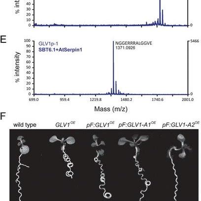 Hypocotyl elongation phenotypes. (A) Kinetics of etiolated hypocotyl ...