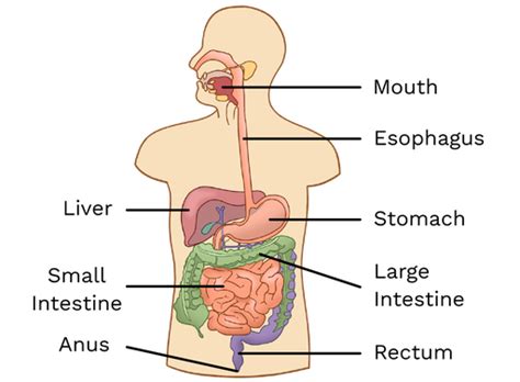 Digestive System Small Intestine