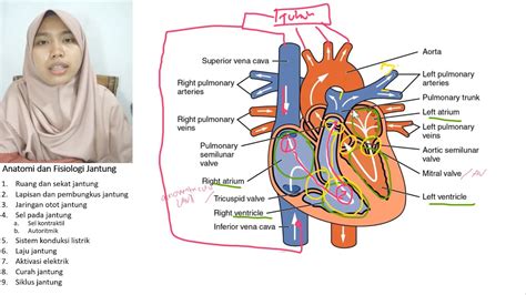 Anatomi Fisiologi Jantung - Ruang dan Katup - YouTube