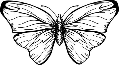 Butterfly with open wings top view, the symmetrical drawing graphics sketch 8143552 Vector Art ...