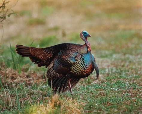 Osceola Turkey Hunting - Florida - Southeast BackCountry