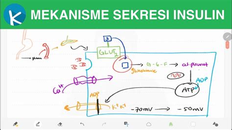 Fisiologi Hormon Insulin 24 Sintesis Hormon Insulin Pembentukan | Porn Sex Picture