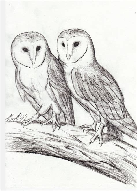 Two barn owls perched on tree branch | Chouette effraie, Dessin, Chouette