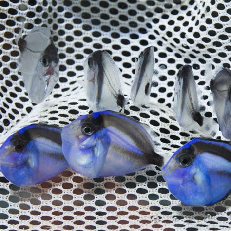 Finding Dory: UF researchers discover first-ever method to farm Pacific blue tang - News ...