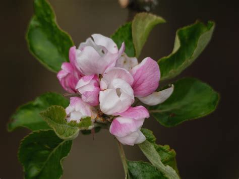 Spring flowers in germany 10219279 Stock Photo at Vecteezy