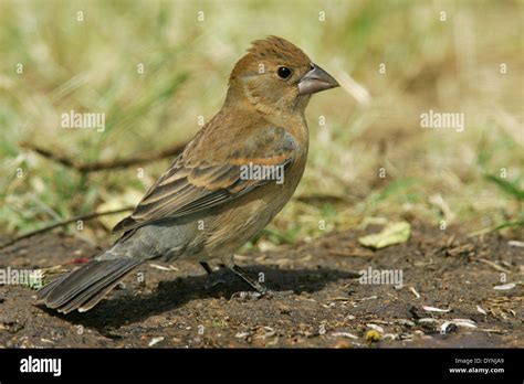 Blue Grosbeak - Passerina caerulea - Adult female Stock Photo - Alamy