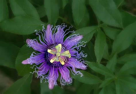 7 Amazing Host Plants that Attract Butterflies to the Garden