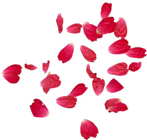 Red Rose Petals PNG Images - PNG All | PNG All