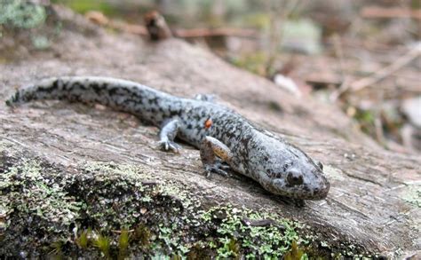 Mole Salamander – Overlooked Nature