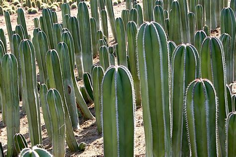 Types of Cactus: Details, Photos (Labelled!) & Varieties | Debra Lee Baldwin, Succulent Expert ...