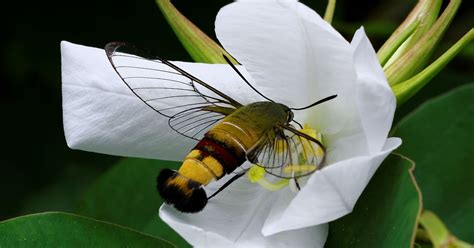 10 weird and wonderful wildlife of Australia