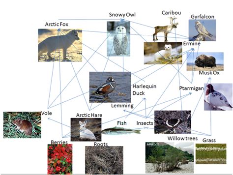 Arctic Tundra Biome Food Web