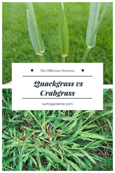 Quackgrass vs Crabgrass: The Difference Between and How To Identify