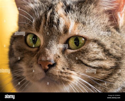 Tabby cat face Stock Photo - Alamy