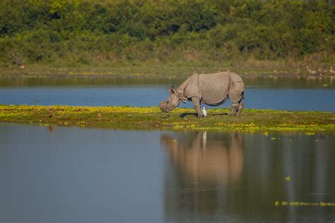 Indian Rhino reflection - Francis J Taylor Photography