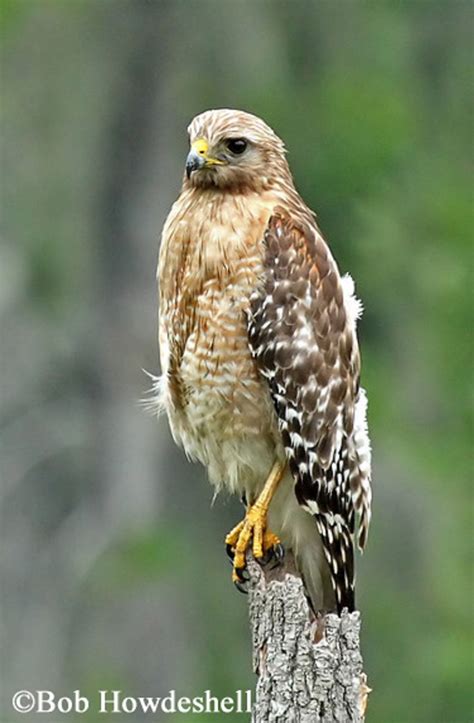 Red-shouldered Hawk | State of Tennessee, Wildlife Resources Agency