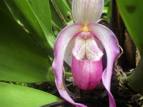 Lady's Slipper Orchids: Plant Care & Growing Guide