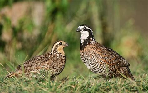 Pin on quail hunting