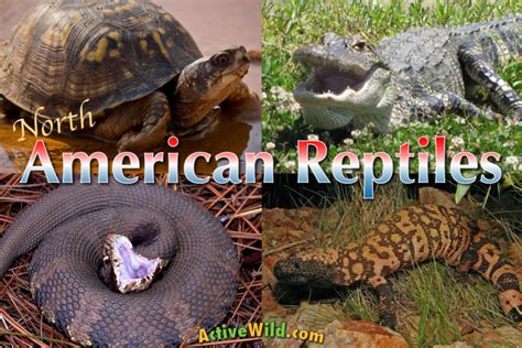 North American Reptiles List With Pictures & Facts: Reptiles of the USA