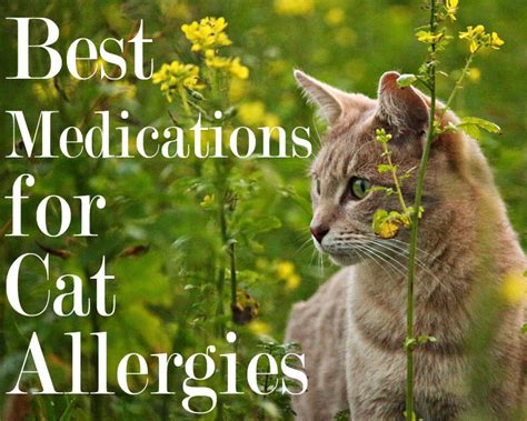 6 Best Medications for Cat Allergies 2020 | Cat Mania