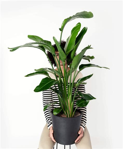 Bird of Paradise Plant Care - Strelitzia reginae Pictures