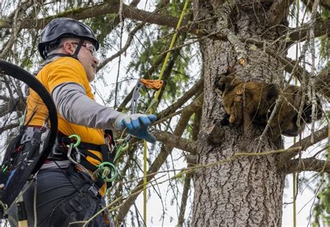 Kitty up a tree? Come along as Canopy Cat Rescue rescues them across ...