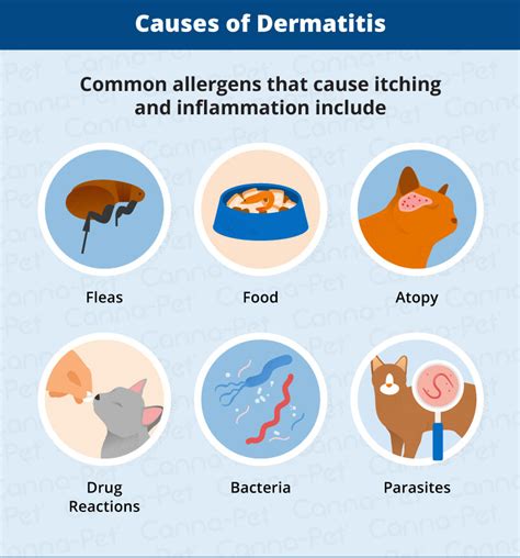 Allergic Dermatitis in Cats: Recognize the Signs | Canna-Pet