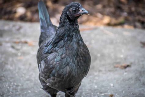 Ayam Cemani: Everything You Need To Know About This Rare And Mysterious All Black Chicken ...