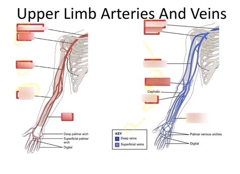 Gross Anatomy - Upper Limb Arteries and Veins - Tag Diagram | Quizlet