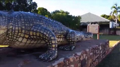 Crocodile GIF - Find & Share on GIPHY