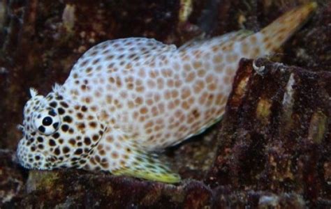 Blenny Saltwater Fish Species | Tank Facts