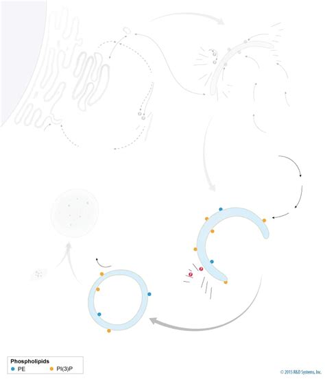 Autophagy Interactive Pathway: R&D Systems