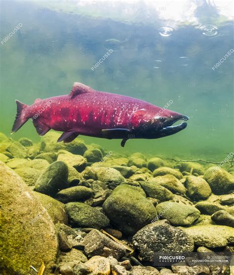 Chinook Salmon, also known as King Salmon (Oncorhynchus tshawytscha) in ...