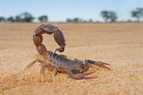 Avoid These Arizona Insects When Camping and Hiking