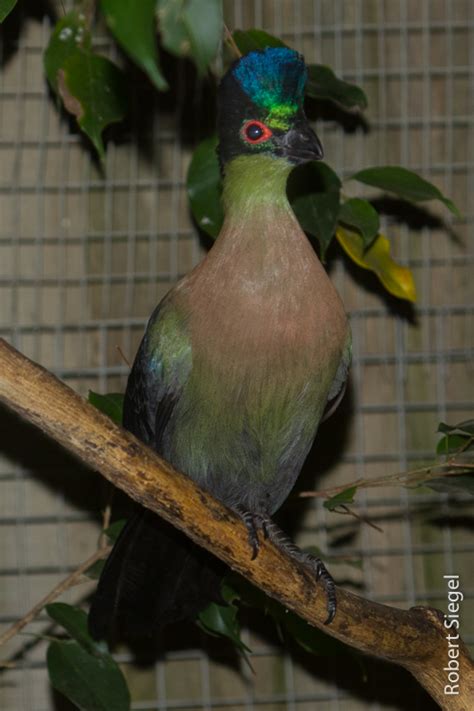 Turacos