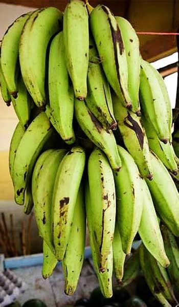 Banana Plant Plantain Variety