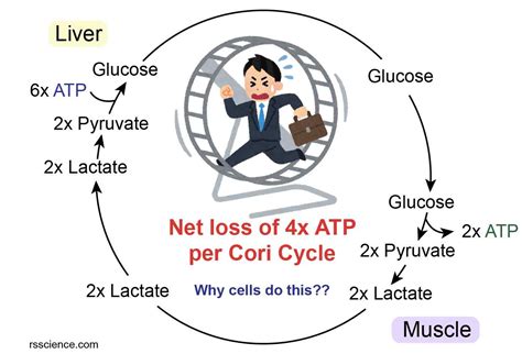 What does the Cori cycle do? - definition, steps, and importance - Rs' Science