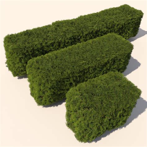 cedar hedge 3d model