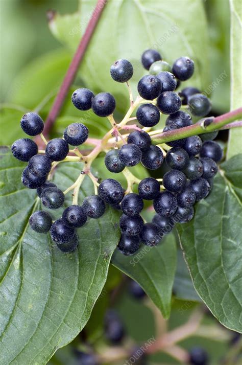 Dogwood berries (Cornus sanguinea) - Stock Image - C002/0932 - Science Photo Library