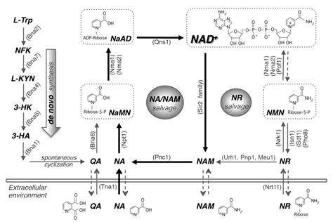 Pdf Regulation Of Nad Metabolism Signaling And Compartmentalization