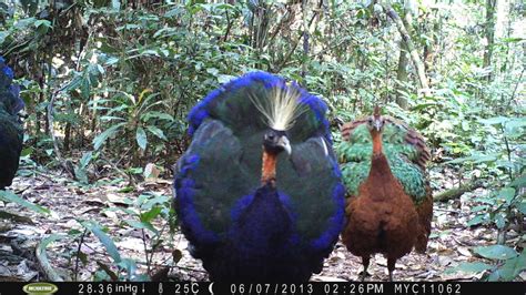 displaying for her benefit | male congo peacock strikes a po… | Flickr ...