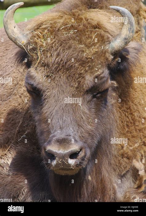 bison - wisent Stock Photo - Alamy