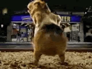 Hamster GIFs - Find & Share on GIPHY