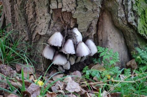 Inky Cap Mushrooms: Identification, Foraging, and Cooking - Mushroom ...