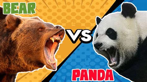 Giant Panda VS Grizzly Black Bear - YouTube