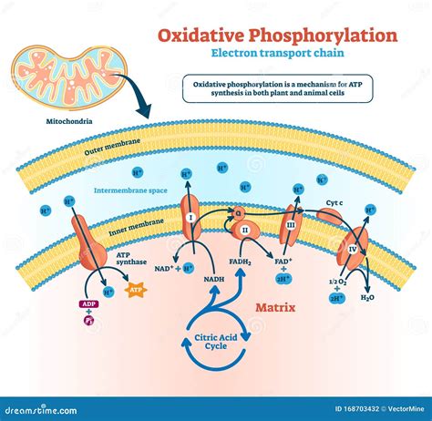 oxidative phosphorylation . labeled metabolism scheme. Coloso